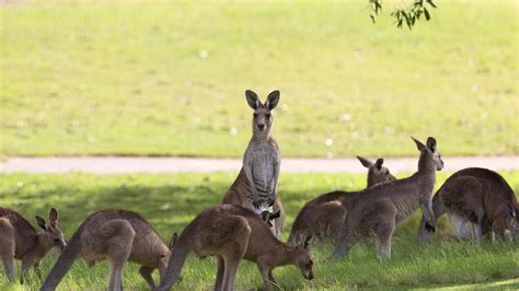 Today, there are over 5,000 credit unions with 100 million+ members in the United States providing member services from more than 21,000 branch locations as of August <b>2022</b>. . Did they release kangaroos in missouri 2022